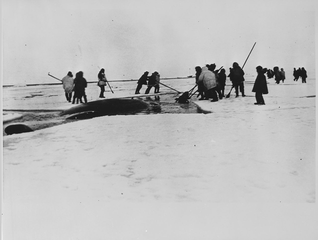 Harpooning a whale, Point Barrow, 1935, U.S. National Archives and Records Administration (Public domain)